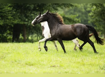 Barock Pinto, Merrie, 3 Jaar, 158 cm, Zwart