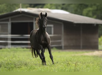 Barock Pinto, Merrie, 3 Jaar, 158 cm, Zwart