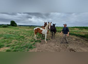 Barock Pinto, Merrie, 3 Jaar, 160 cm, Gevlekt-paard