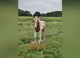 Barock Pinto, Merrie, 3 Jaar, 160 cm, Gevlekt-paard