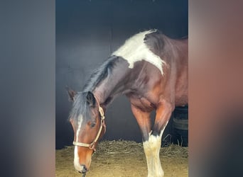 Barock Pinto, Merrie, 3 Jaar, 163 cm, Gevlekt-paard