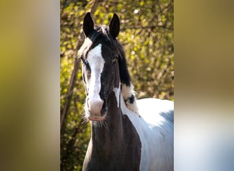 Barock Pinto Mix, Merrie, 4 Jaar, 155 cm, Appaloosa
