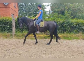 Barock Pinto, Merrie, 4 Jaar, 162 cm, Zwart