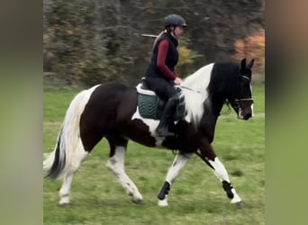 Barock Pinto, Merrie, 4 Jaar, 166 cm, Gevlekt-paard