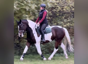 Barock Pinto, Merrie, 4 Jaar, 166 cm, Gevlekt-paard