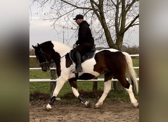 Barock Pinto, Merrie, 4 Jaar, 166 cm, Gevlekt-paard