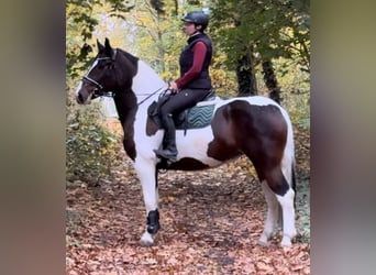 Barock Pinto, Merrie, 4 Jaar, 166 cm, Gevlekt-paard