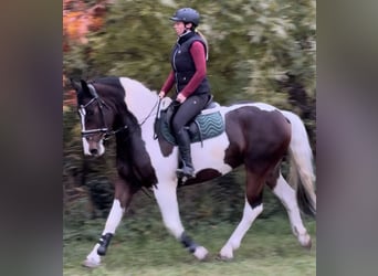 Barock Pinto, Merrie, 4 Jaar, 166 cm, Gevlekt-paard