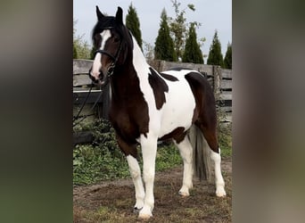 Barock Pinto, Merrie, 4 Jaar, 166 cm, Gevlekt-paard