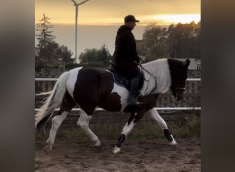 Barock Pinto, Merrie, 4 Jaar, 166 cm, Gevlekt-paard