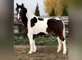 Barock Pinto, Merrie, 4 Jaar, 166 cm, Gevlekt-paard