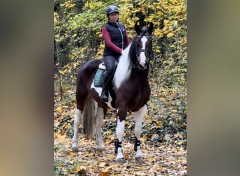 Barock Pinto, Merrie, 4 Jaar, 166 cm, Gevlekt-paard