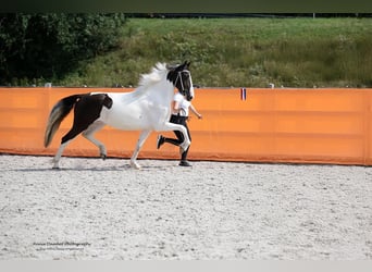 Barock Pinto, Merrie, 4 Jaar, 167 cm, Gevlekt-paard