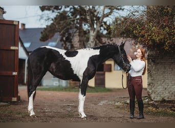 Barock Pinto, Merrie, 4 Jaar, 170 cm, Gevlekt-paard