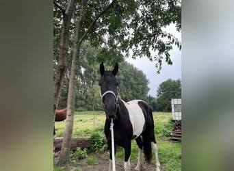 Barock Pinto, Merrie, 4 Jaar, 170 cm, Gevlekt-paard