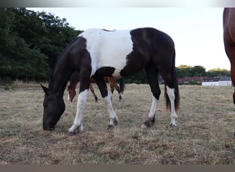 Barock Pinto, Merrie, 4 Jaar, 170 cm, Gevlekt-paard