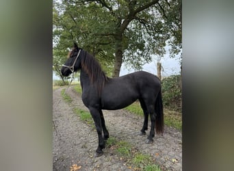 Barock Pinto, Merrie, 4 Jaar, Zwart