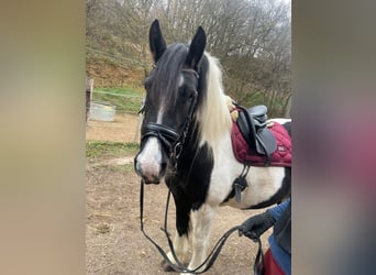 Barock Pinto, Merrie, 5 Jaar, 155 cm, Gevlekt-paard