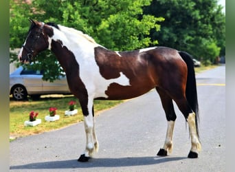 Barock Pinto, Merrie, 5 Jaar, 158 cm, Gevlekt-paard