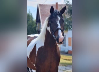 Barock Pinto, Merrie, 5 Jaar, 158 cm, Gevlekt-paard