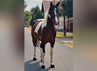 Barock Pinto, Merrie, 5 Jaar, 158 cm, Gevlekt-paard