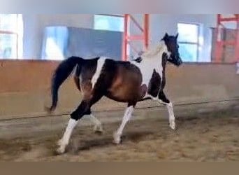 Barock Pinto Mix, Merrie, 5 Jaar, 158 cm, Gevlekt-paard