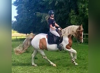 Barock Pinto, Merrie, 5 Jaar, 162 cm, Gevlekt-paard