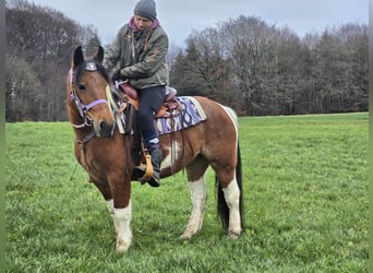 Barock Pinto Mix, Merrie, 6 Jaar, 142 cm, Gevlekt-paard