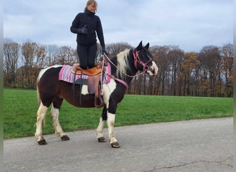 Barock Pinto, Merrie, 6 Jaar, 148 cm, Gevlekt-paard