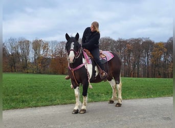 Barock Pinto, Merrie, 6 Jaar, 148 cm, Gevlekt-paard