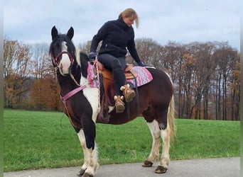 Barock Pinto, Merrie, 6 Jaar, 148 cm, Gevlekt-paard