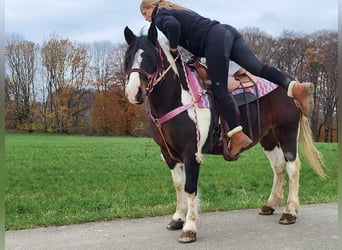 Barock Pinto, Merrie, 6 Jaar, 148 cm, Gevlekt-paard