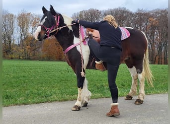 Barock Pinto, Merrie, 6 Jaar, 148 cm, Gevlekt-paard