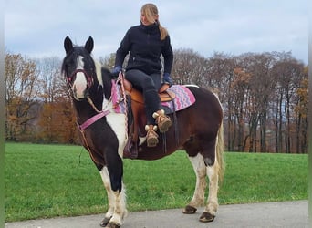 Barock Pinto, Merrie, 6 Jaar, 148 cm, Gevlekt-paard