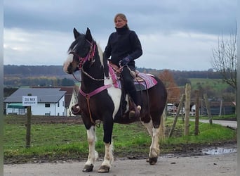 Barock Pinto, Merrie, 6 Jaar, 148 cm, Gevlekt-paard