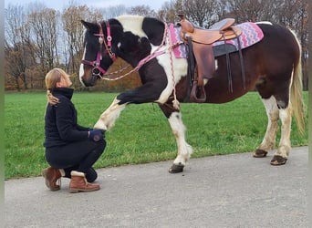 Barock Pinto, Merrie, 6 Jaar, 148 cm, Gevlekt-paard