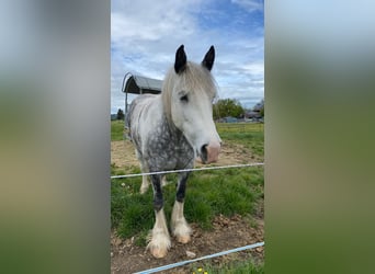 Barock Pinto, Merrie, 6 Jaar, 160 cm, Gevlekt-paard