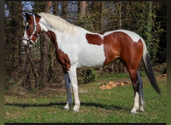 Barock Pinto, Merrie, 6 Jaar, 161 cm, Gevlekt-paard
