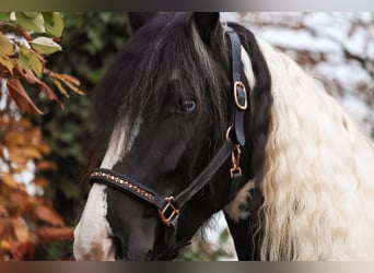 Barock Pinto, Merrie, 6 Jaar, 162 cm, Gevlekt-paard