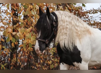 Barock Pinto, Merrie, 6 Jaar, 162 cm, Gevlekt-paard