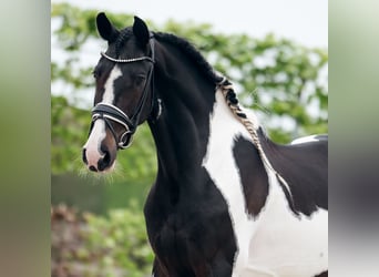 Barock Pinto, Merrie, 6 Jaar, 165 cm, Gevlekt-paard