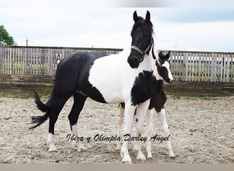 Barock Pinto, Merrie, 6 Jaar, 166 cm, Gevlekt-paard