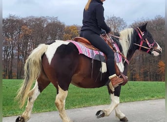 Barock Pinto, Merrie, 7 Jaar, 148 cm, Gevlekt-paard