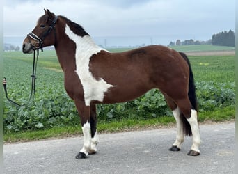 Barockpinto, Stute, 7 Jahre, 154 cm, Schecke