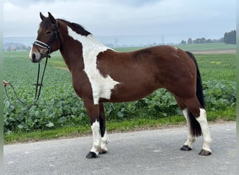 Barockpinto, Stute, 7 Jahre, 154 cm, Schecke