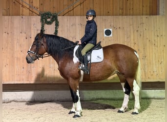 Barock Pinto, Merrie, 7 Jaar, 158 cm, Gevlekt-paard