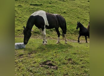 Barockpinto, Stute, 7 Jahre, 160 cm, Schecke