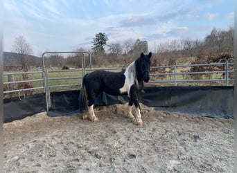 Barock Pinto, Merrie, 7 Jaar, 165 cm, Gevlekt-paard