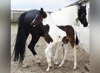 Barock Pinto, Merrie, 7 Jaar, 166 cm, Gevlekt-paard