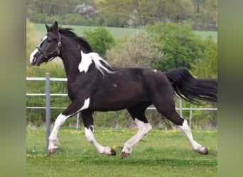 Barock Pinto, Merrie, 7 Jaar, Tobiano-alle-kleuren
